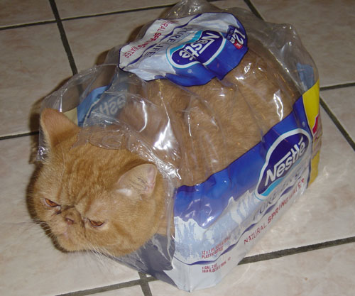 Flat faced cat in bottled water package.