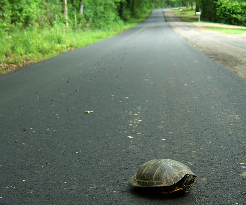 Turtle in the road.